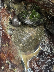 Polyplacophora
