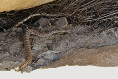 Crotalus pyrrhus