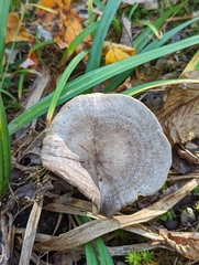 Lactarius pyrogalus