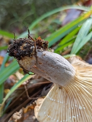 Lactarius pyrogalus