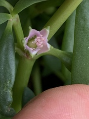Sesuvium portulacastrum