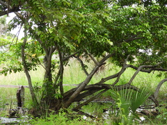 Lonchocarpus