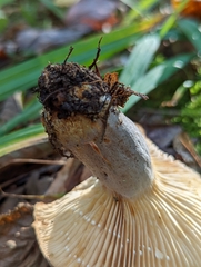 Lactarius pyrogalus