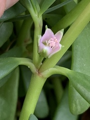 Sesuvium portulacastrum