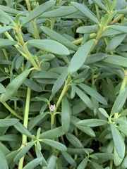 Sesuvium portulacastrum