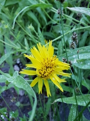Arnica longifolia