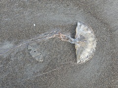 Chrysaora melanaster