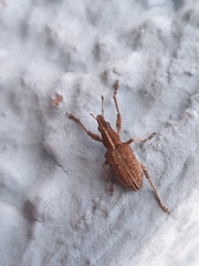 Charagmus gressorius