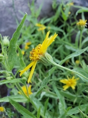 Arnica longifolia