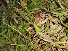 Spathosternum prasiniferum