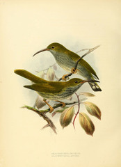 Streaky-Breasted Spiderhunter photo 2