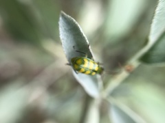 Diabrotica balteata