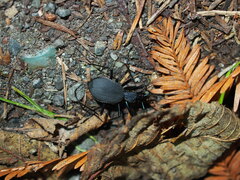 Scaphinotus angusticollis