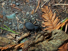 Scaphinotus angusticollis