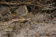 Crotalus pyrrhus