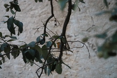 Erithacus rubecula