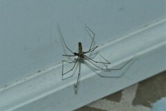 Pholcus phalangioides