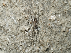 Tamopsis fickerti
