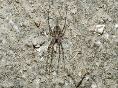 Tamopsis fickerti