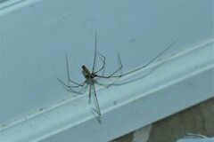 Pholcus phalangioides