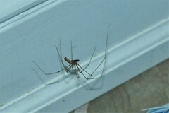 Pholcus phalangioides