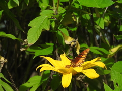 Tithonia