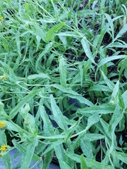Arnica longifolia