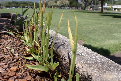 Ophioglossum petiolatum observed 2021-03-19