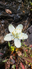 Parnassia asarifolia