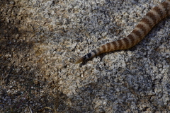 Crotalus pyrrhus