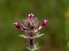 Parentucellia latifolia