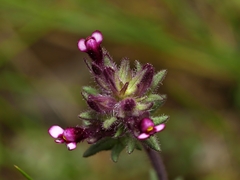 Parentucellia latifolia