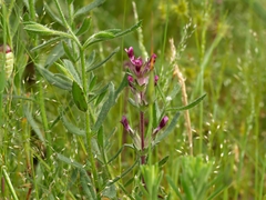 Parentucellia latifolia