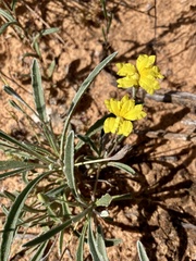 Goodenia willisiana