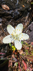 Parnassia asarifolia