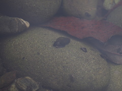 Potamopyrgus antipodarum