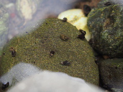 Potamopyrgus antipodarum