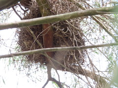 Pseudocheirus occidentalis