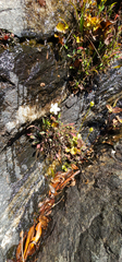 Parnassia asarifolia