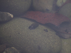 Potamopyrgus antipodarum