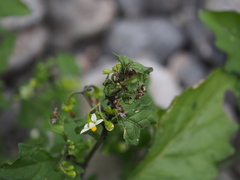 Aphis gossypii