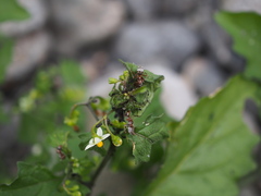 Aphis gossypii