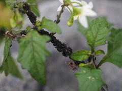 Aphis gossypii
