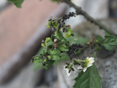 Aphis gossypii