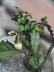 Aphis gossypii