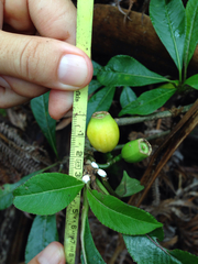 Clermontia parviflora