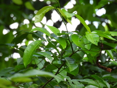 Lonchocarpus