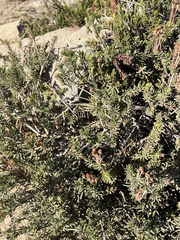 Phyllodoce empetriformis