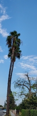 Washingtonia robusta