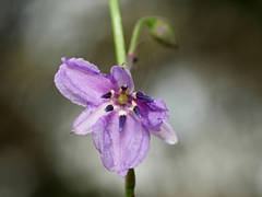 Arthropodium